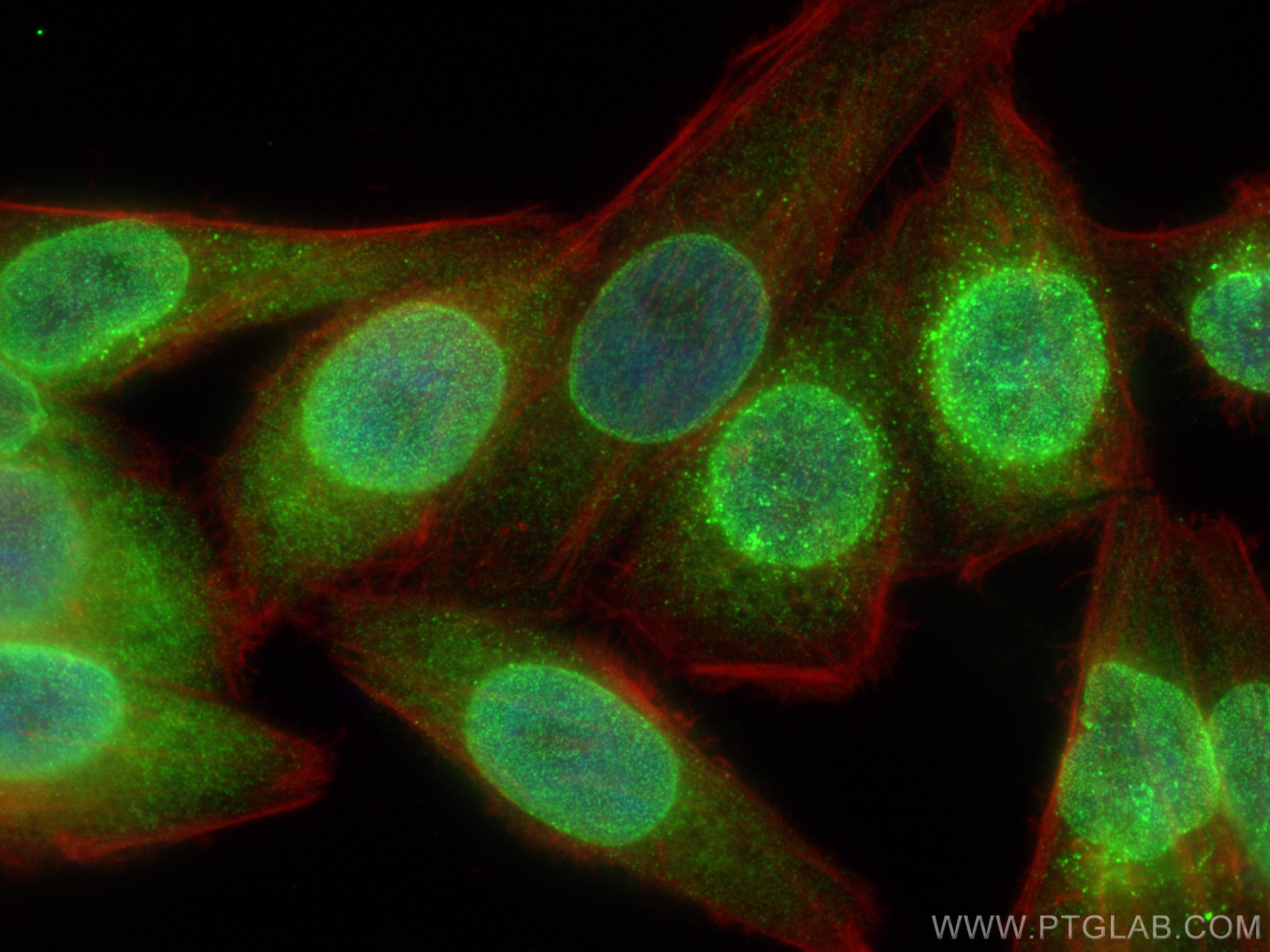 Immunofluorescence (IF) / fluorescent staining of HepG2 cells using CCNJL Polyclonal antibody (26743-1-AP)