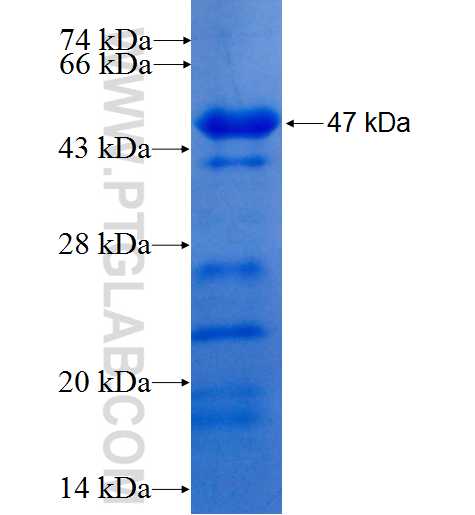 CCNK fusion protein Ag25565 SDS-PAGE