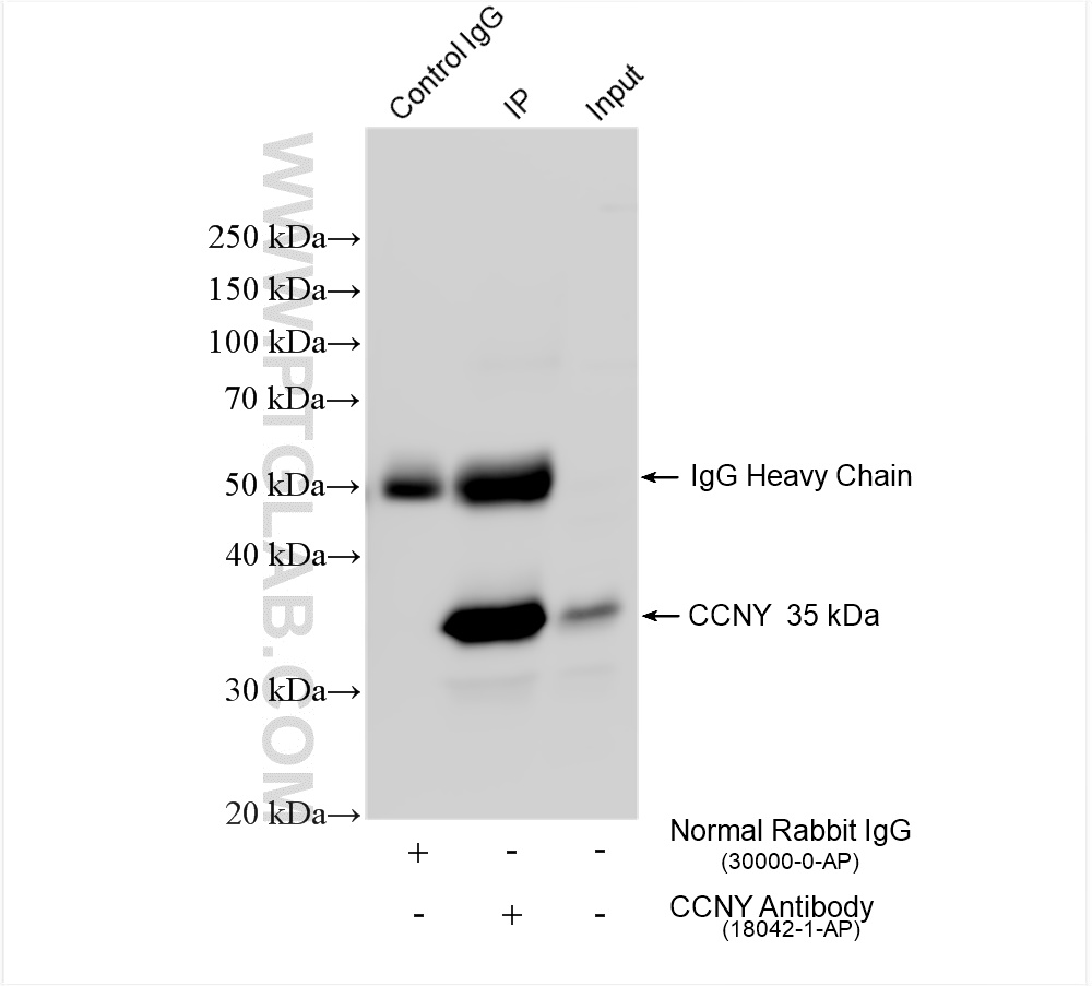 Immunoprecipitation (IP) experiment of K-562 cells using CCNY Polyclonal antibody (18042-1-AP)