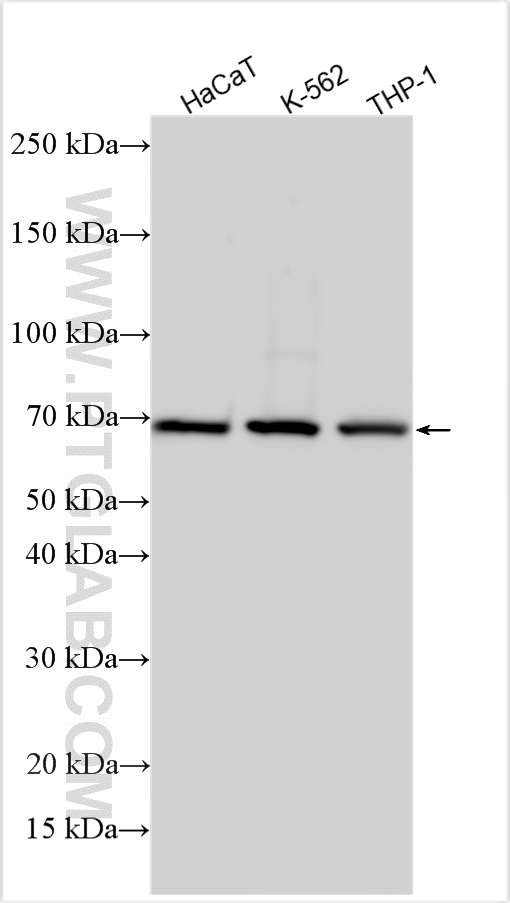 Western Blot (WB) analysis of various lysates using CCR2 Polyclonal antibody (30420-1-AP)