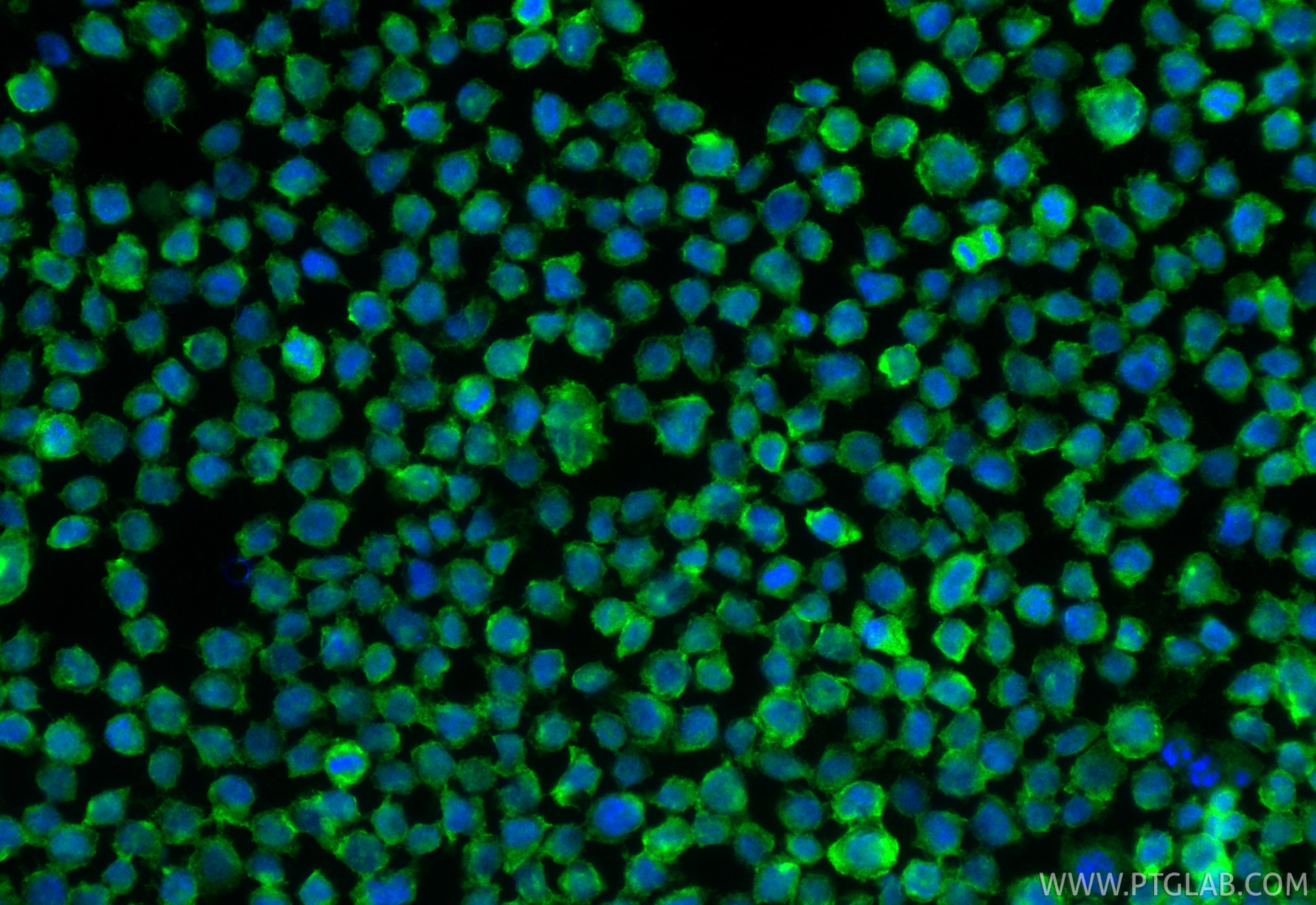 Immunofluorescence (IF) / fluorescent staining of THP-1 cells using CCR2a-specific Polyclonal antibody (16153-1-AP)