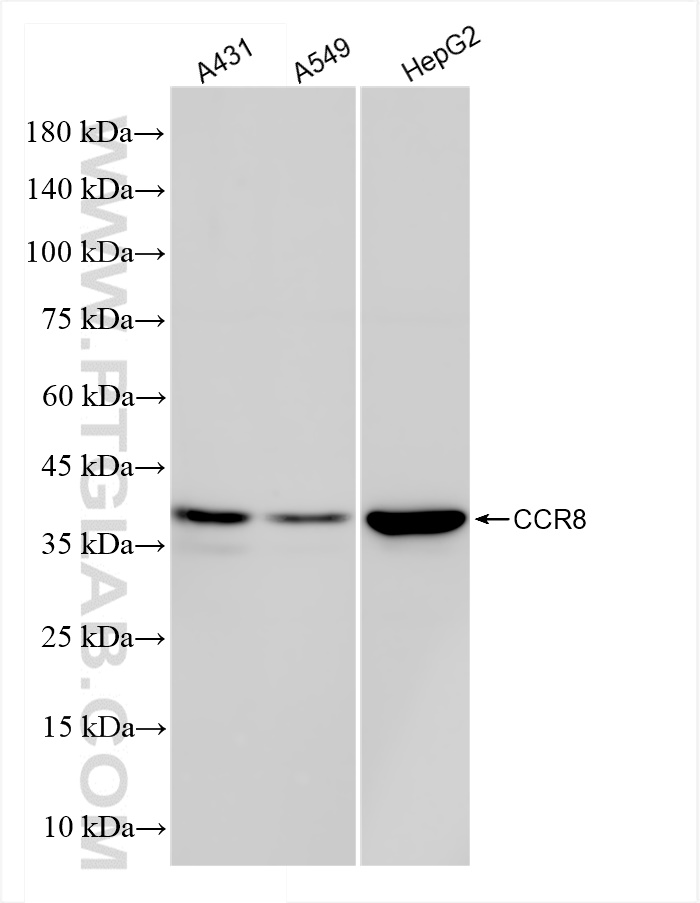 Western Blot (WB) analysis of various lysates using CCR8 Recombinant antibody (84545-1-RR)