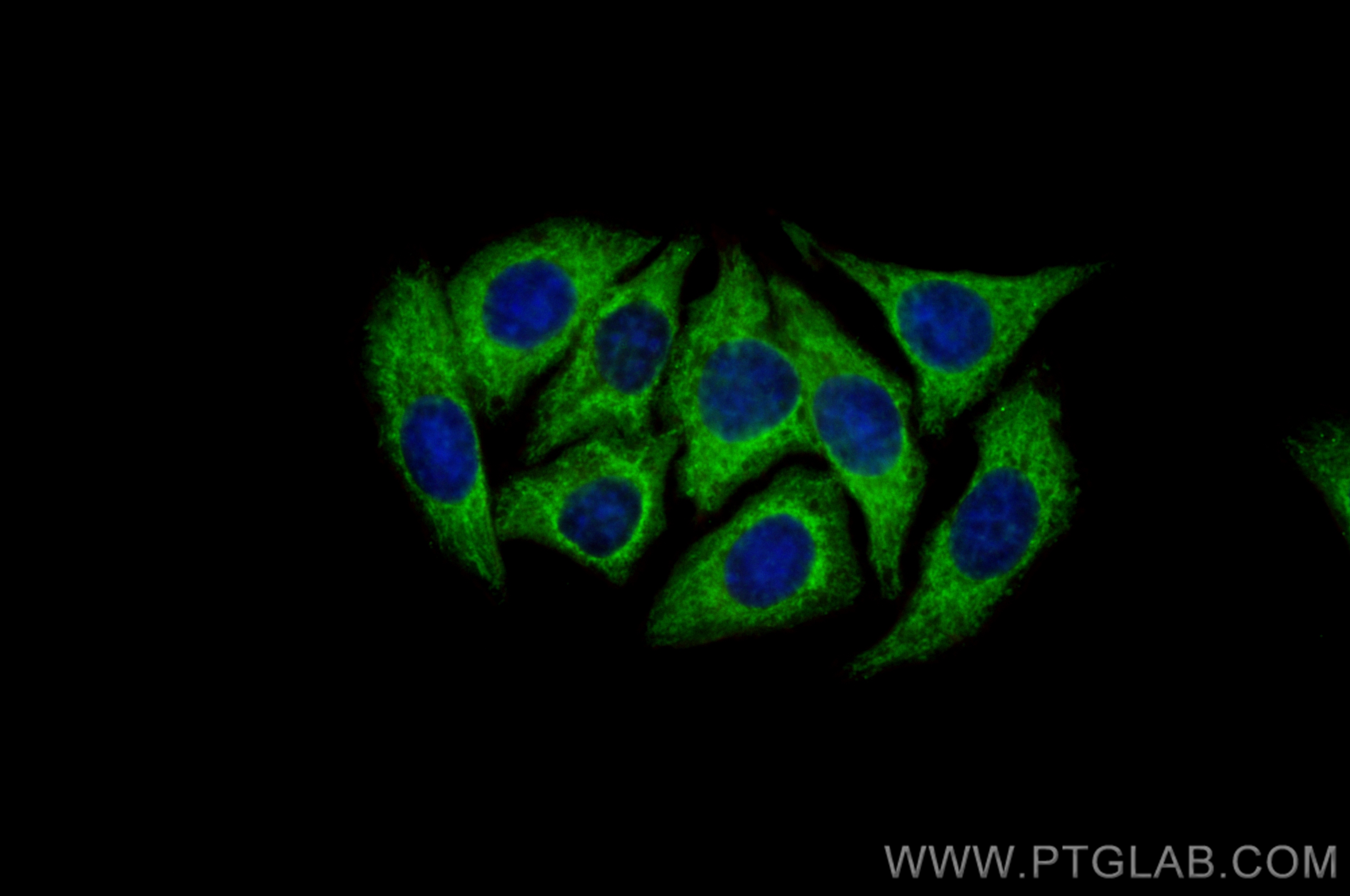 Immunofluorescence (IF) / fluorescent staining of HepG2 cells using CoraLite® Plus 488-conjugated CCS Polyclonal antib (CL488-22802)