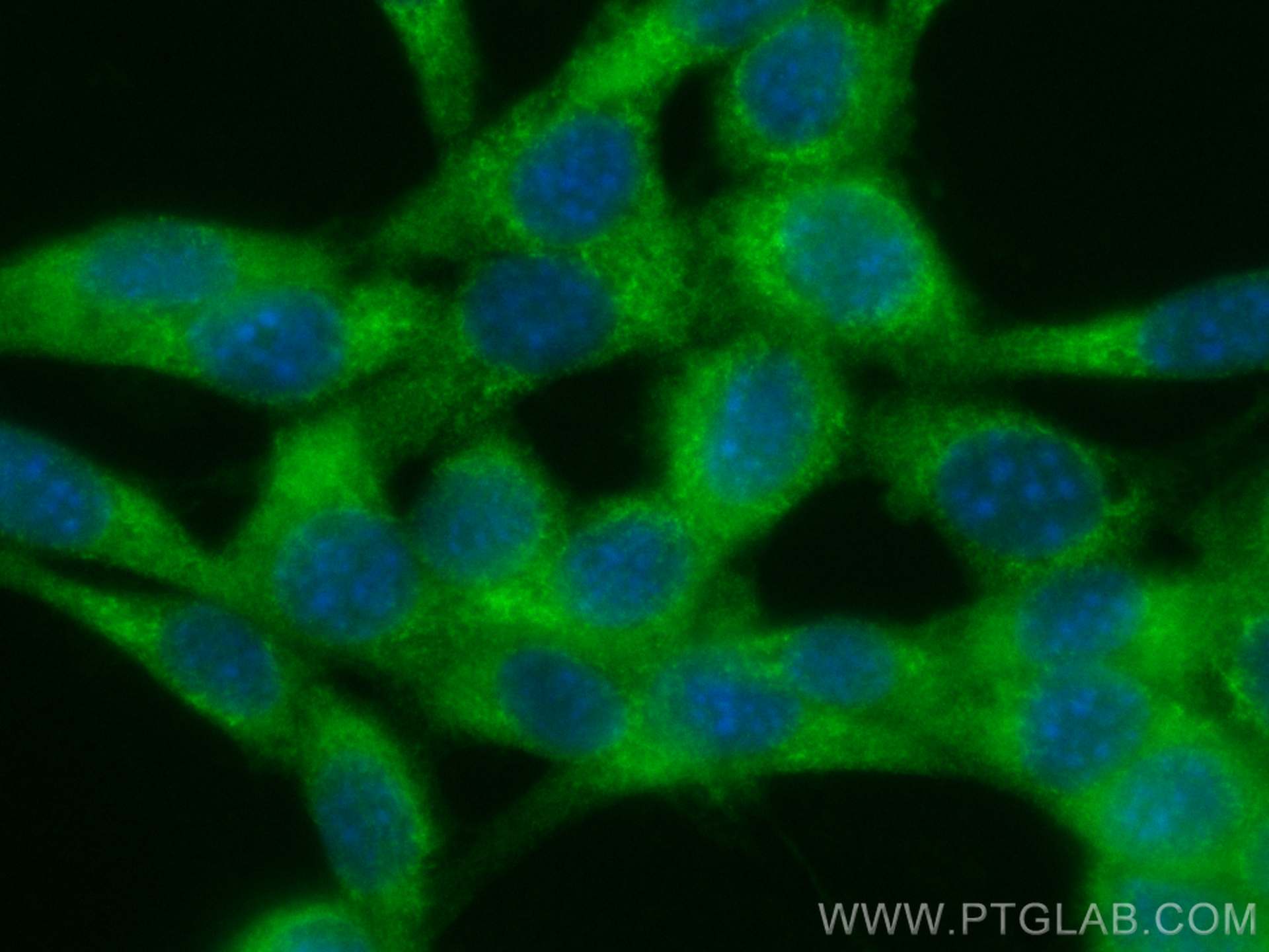 Immunofluorescence (IF) / fluorescent staining of NIH/3T3 cells using CoraLite® Plus 488-conjugated CCT2 Polyclonal anti (CL488-24896)