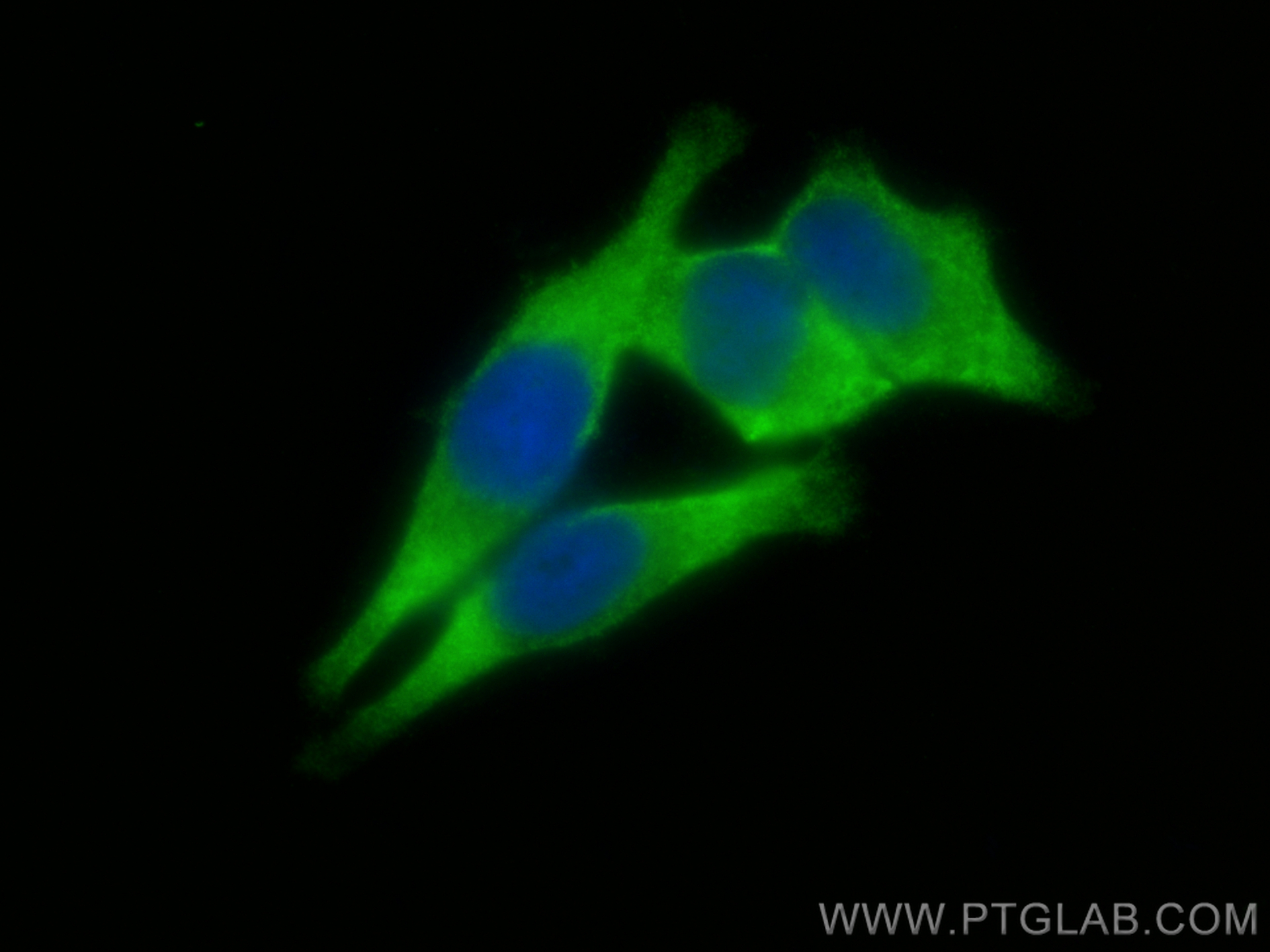 Immunofluorescence (IF) / fluorescent staining of HepG2 cells using CCT3 Polyclonal antibody (10571-1-AP)