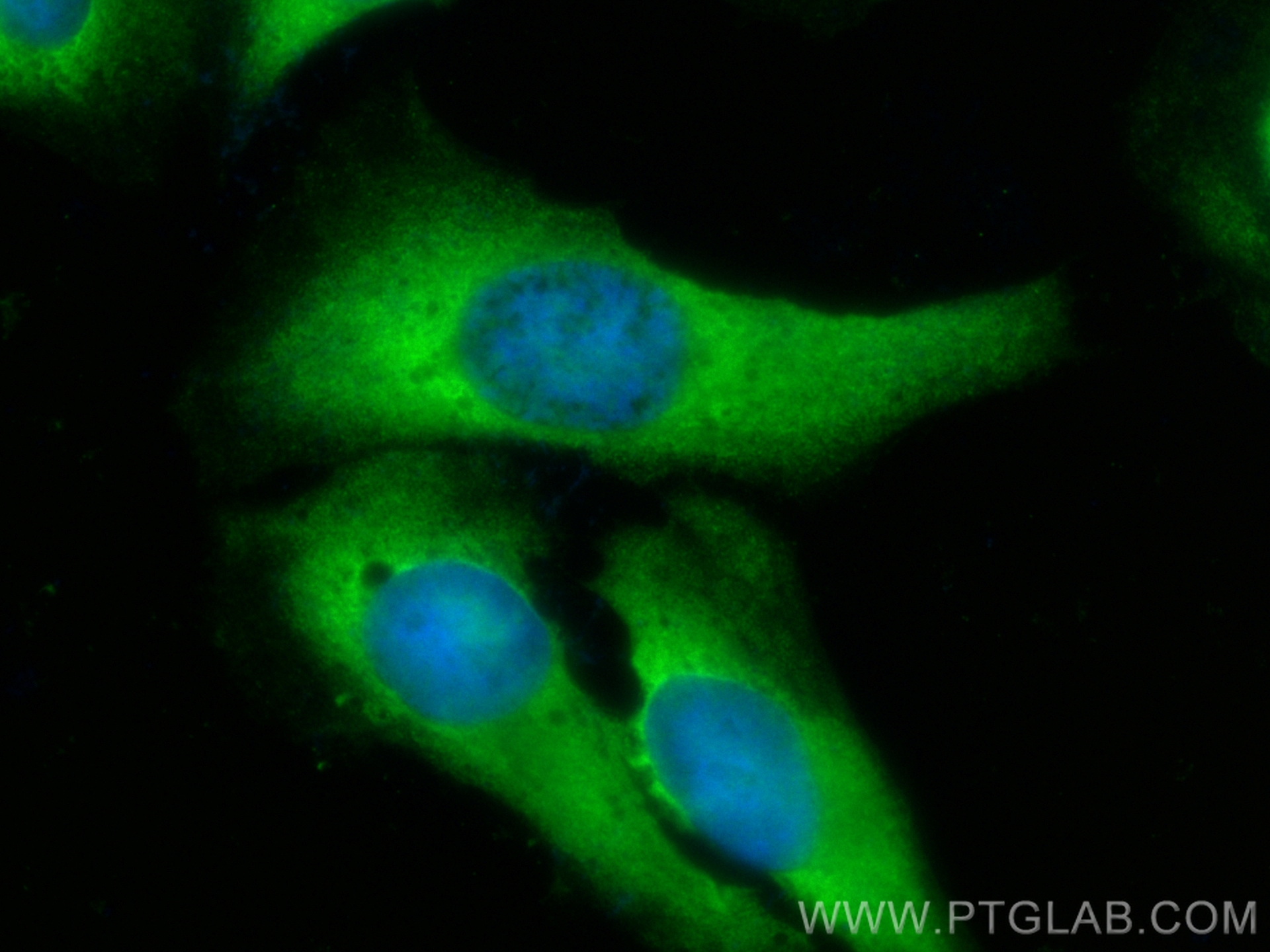 Immunofluorescence (IF) / fluorescent staining of U2OS cells using CoraLite® Plus 488-conjugated CCT4 Monoclonal anti (CL488-67455)