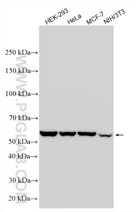 Western Blot (WB) analysis of various lysates using TCP1 eta Polyclonal antibody (15994-1-AP)