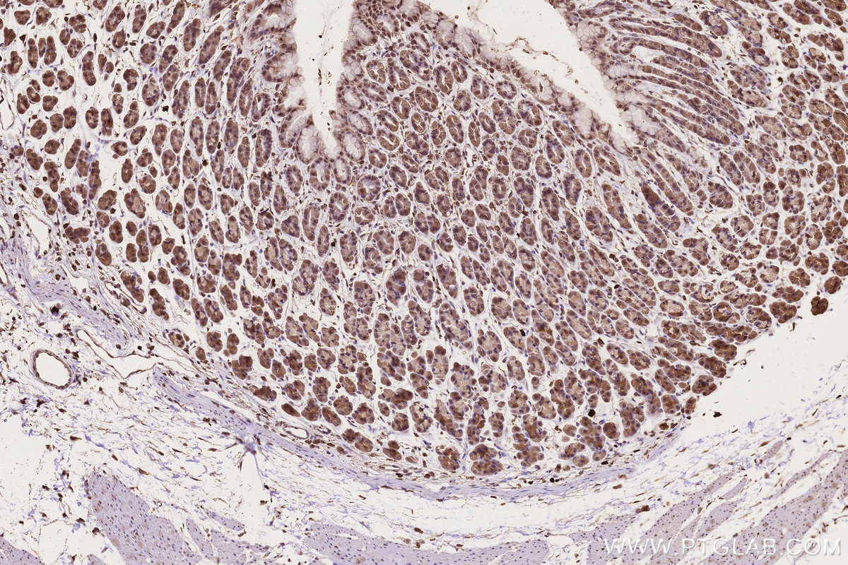 Immunohistochemistry (IHC) staining of rat stomach tissue using CCT8 Monoclonal antibody (67539-1-Ig)