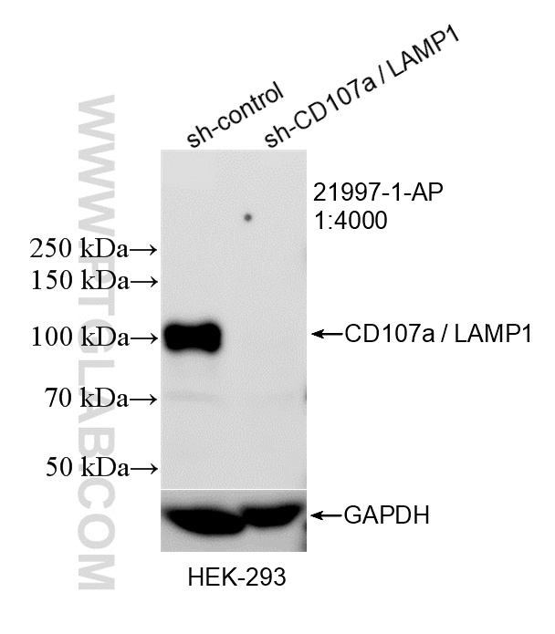 Western Blot (WB) analysis of HEK-293 cells using CD107a / LAMP1 Polyclonal antibody (21997-1-AP)