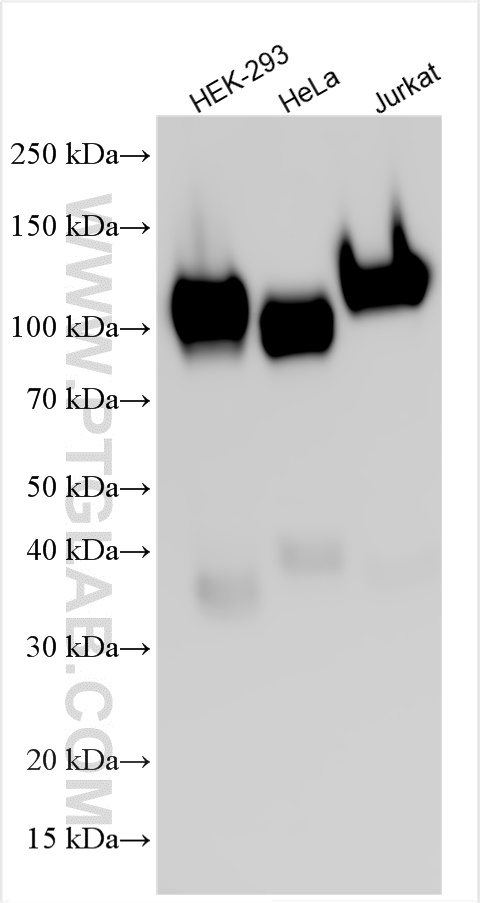 Western Blot (WB) analysis of various lysates using Anti-Human CD107a / LAMP1 (H4A3) (65051-1-Ig)