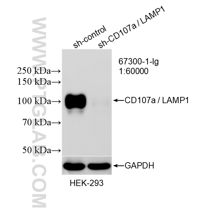 Western Blot (WB) analysis of HEK-293 cells using CD107a / LAMP1 Monoclonal antibody (67300-1-Ig)