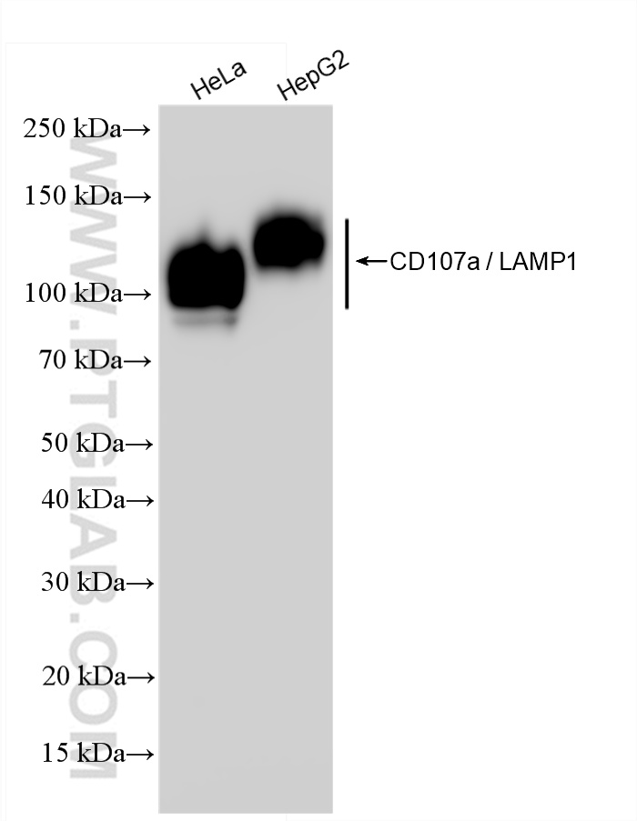 Western Blot (WB) analysis of various lysates using CD107a / LAMP1 Recombinant antibody (84658-5-RR)