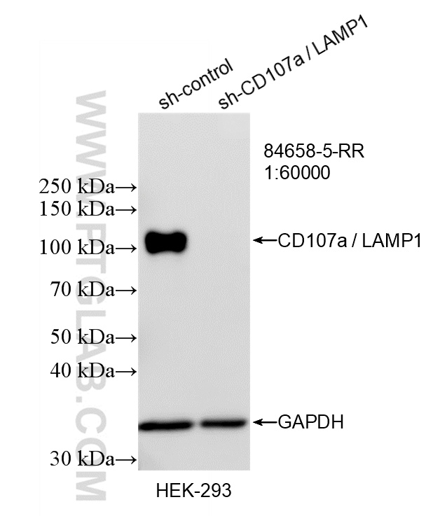 Western Blot (WB) analysis of HEK-293 cells using CD107a / LAMP1 Recombinant monoclonal antibody (84658-5-RR)