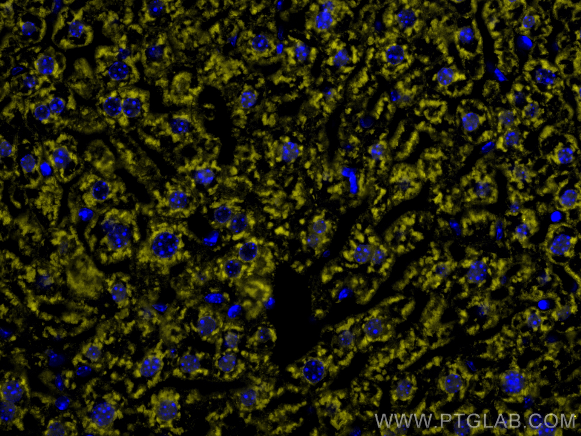 Immunofluorescence (IF) / fluorescent staining of mouse liver tissue using CoraLite®532-conjugated CD107a / LAMP1 Monoclonal  (CL532-67300)