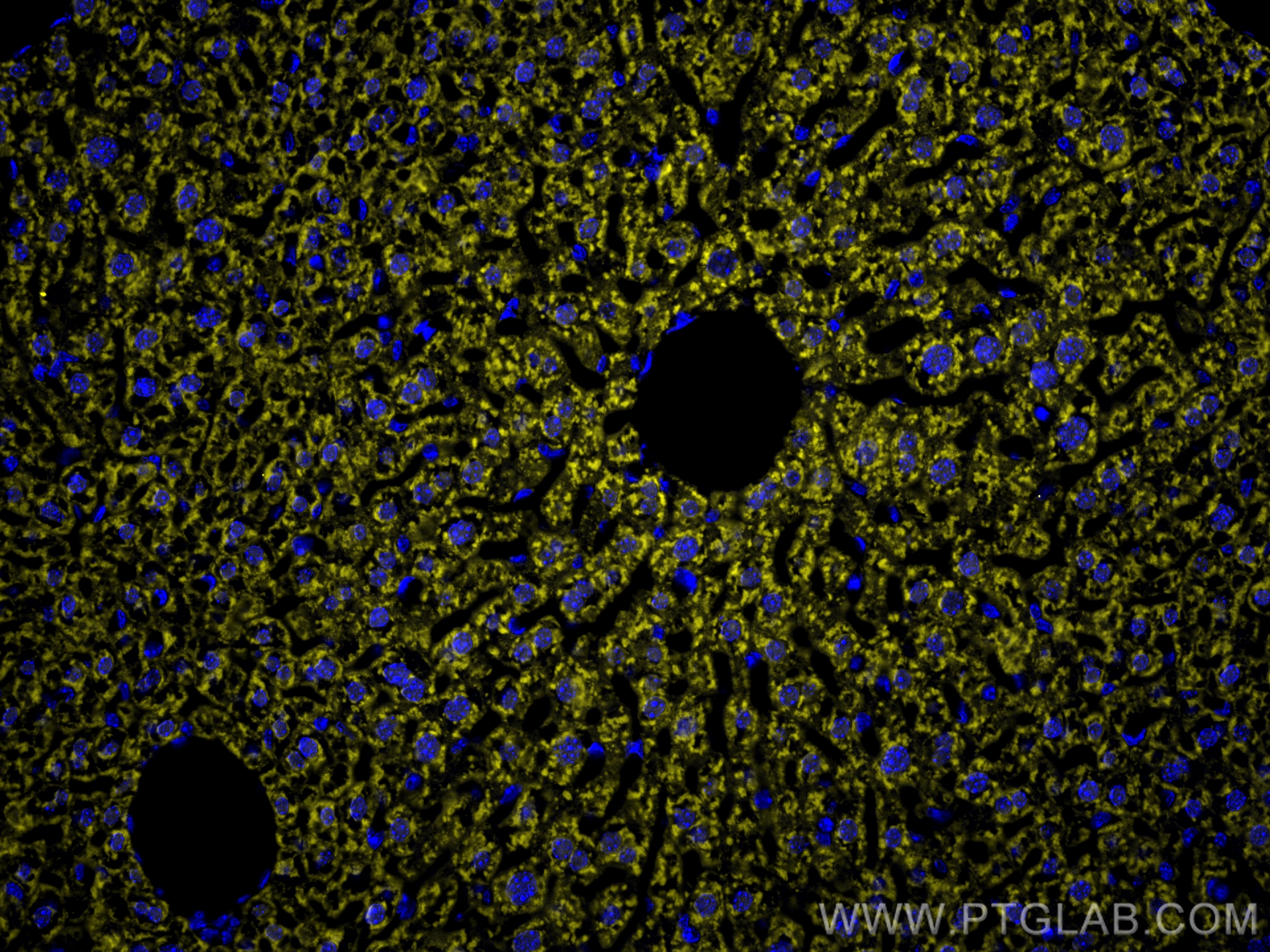 Immunofluorescence (IF) / fluorescent staining of mouse liver tissue using CoraLite®532-conjugated CD107a / LAMP1 Monoclonal  (CL532-67300)