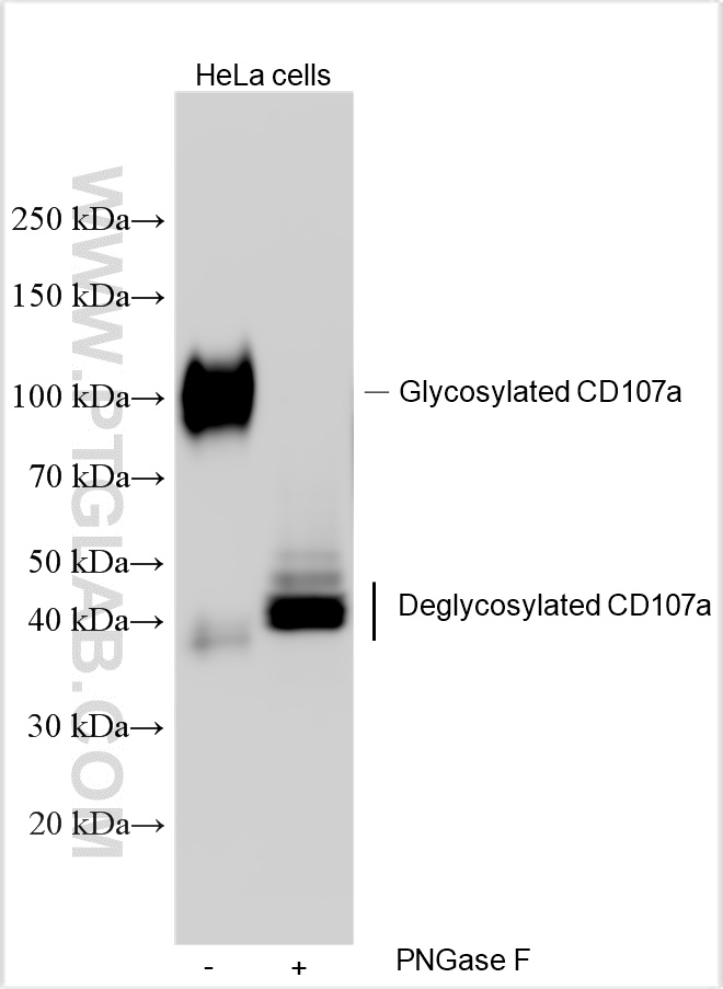 Western Blot (WB) analysis of various lysates using Multi-rAb™ CD107a / LAMP1 Multi-Recombinant antibo (RMX00025)