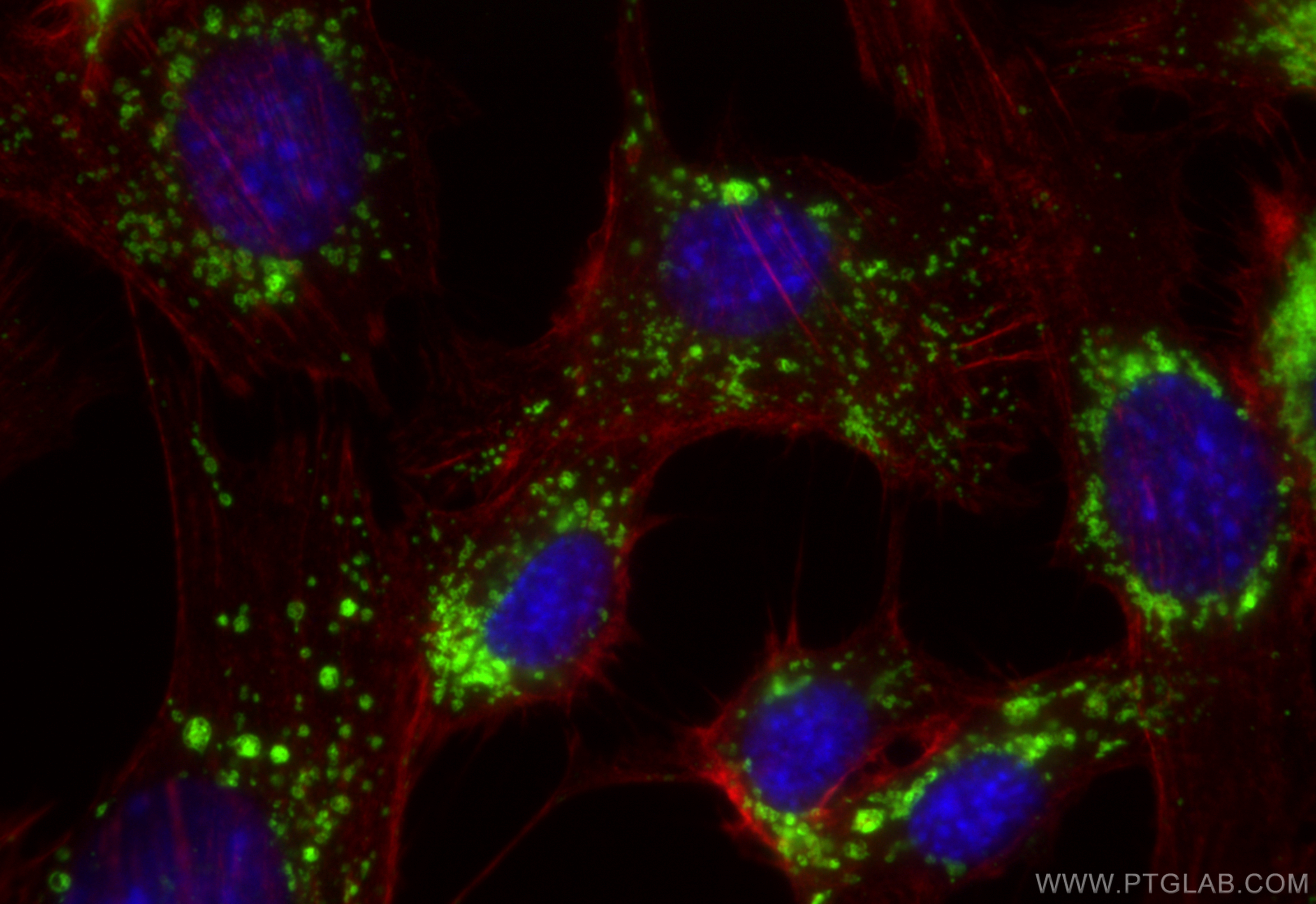 Immunofluorescence (IF) / fluorescent staining of NIH/3T3 cells using CD107b / LAMP2 Polyclonal antibody (32148-1-AP)