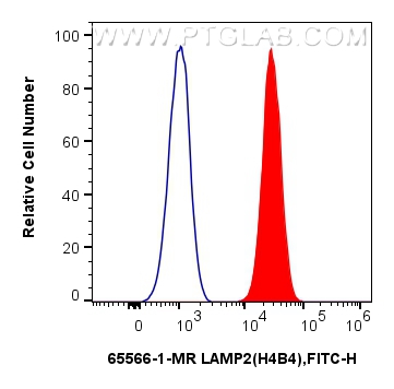 Flow cytometry (FC) experiment of Jurkat cells using Anti-Human CD107b / LAMP2 (H4B4) Mouse IgG2a Recom (65566-1-MR)