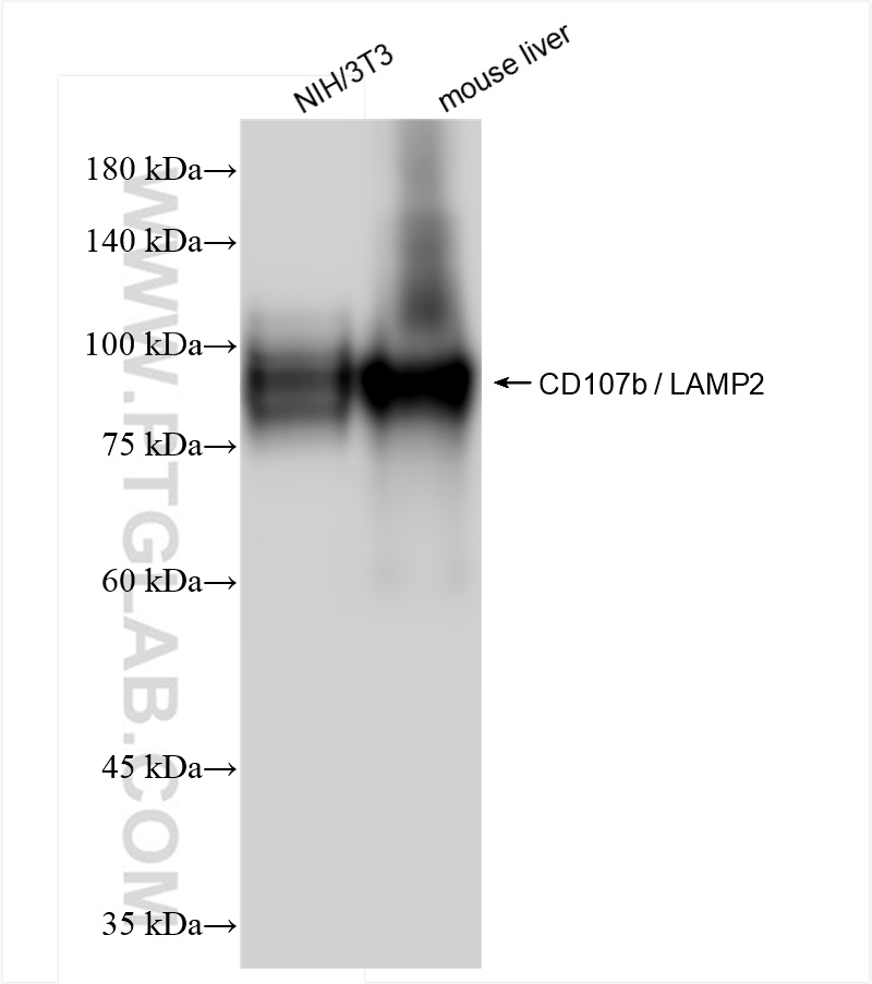 Western Blot (WB) analysis of various lysates using CD107b / LAMP2 Recombinant antibody (84474-3-RR)