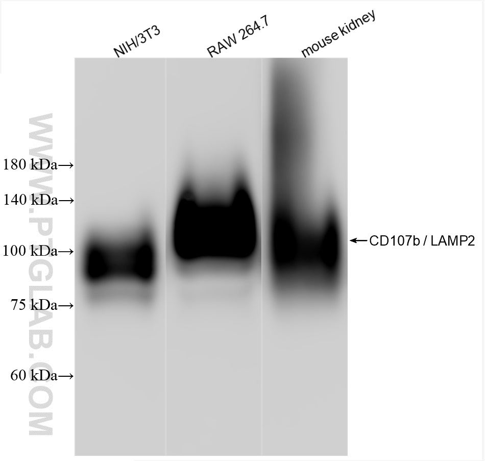 Western Blot (WB) analysis of various lysates using CD107b / LAMP2 Recombinant antibody (84474-5-RR)