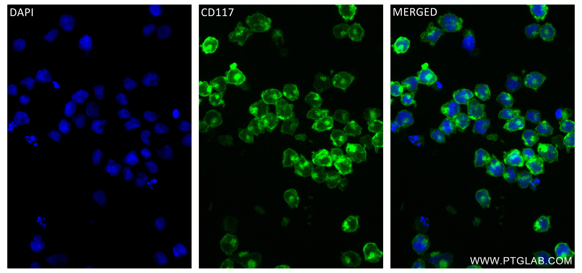 Immunofluorescence (IF) / fluorescent staining of Mo7e cells using CD117/c-Kit Recombinant antibody (84259-5-RR)