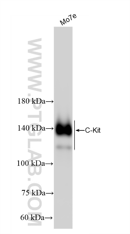 CD117/c-Kit