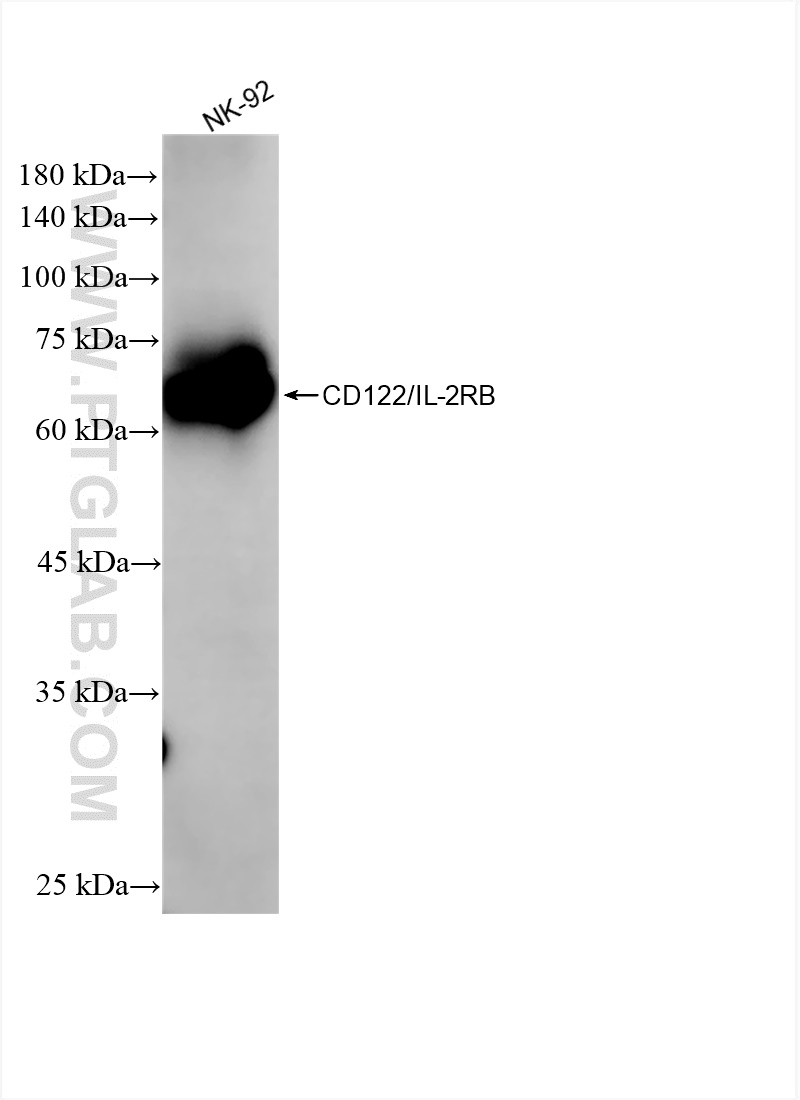 CD122/IL-2RB