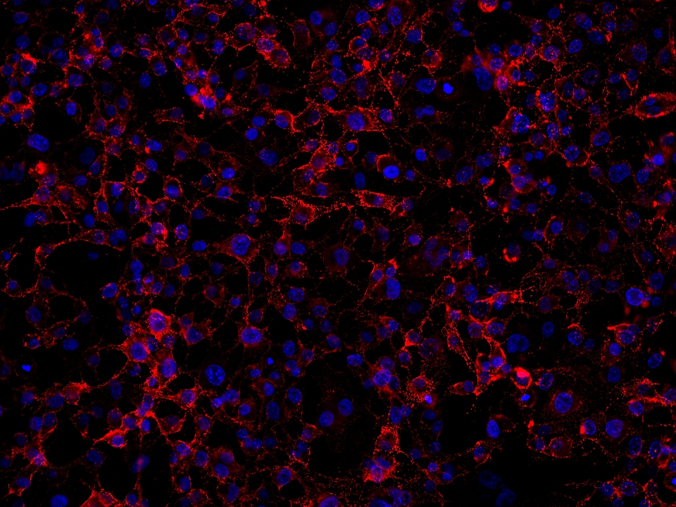 Immunofluorescence (IF) / fluorescent staining of HUVEC cells using Anti-Human CD13 (WM15) (65186-1-Ig)