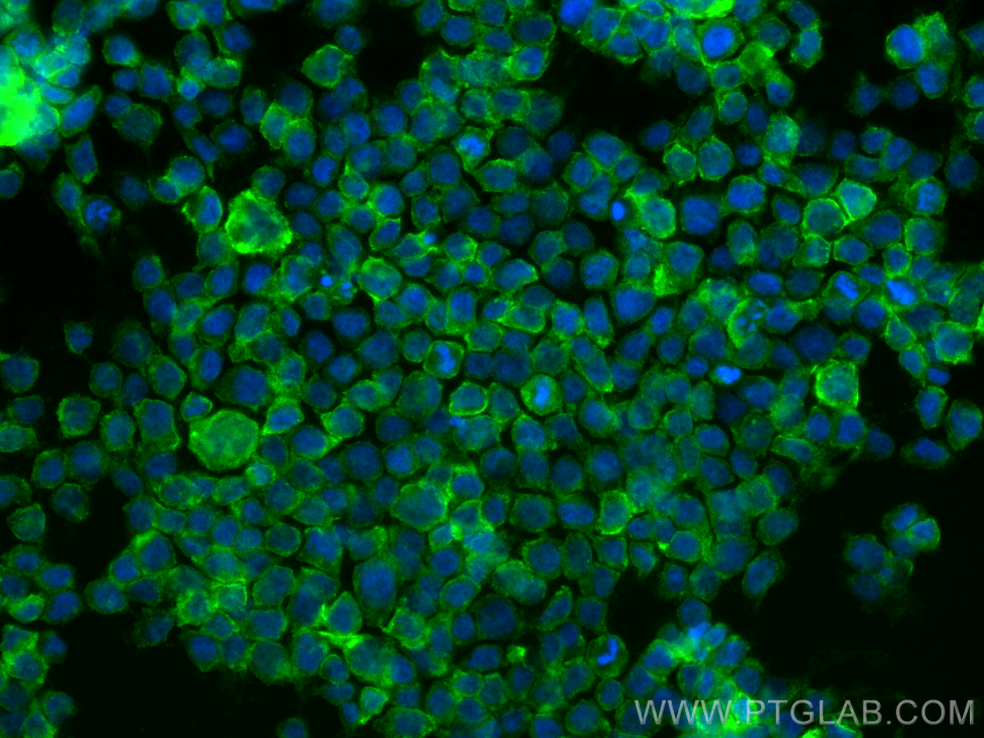 Immunofluorescence (IF) / fluorescent staining of THP-1 cells using Anti-Human CD13 (WM15) (65186-1-Ig)