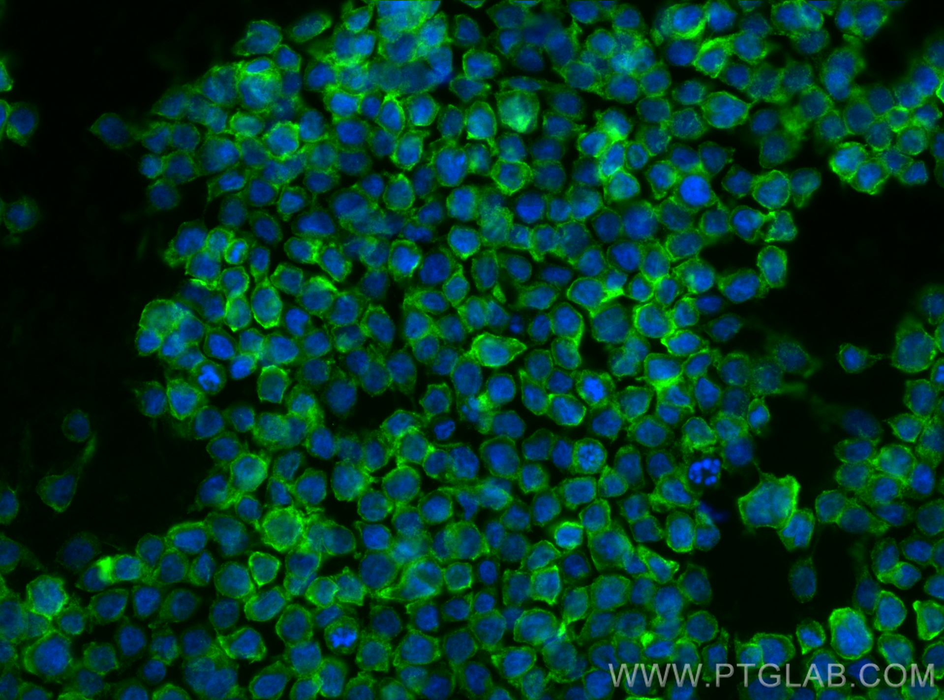 Immunofluorescence (IF) / fluorescent staining of THP-1 cells using Anti-Human CD13 (WM15) Mouse IgG2a Recombinant Ant (65633-1-MR)