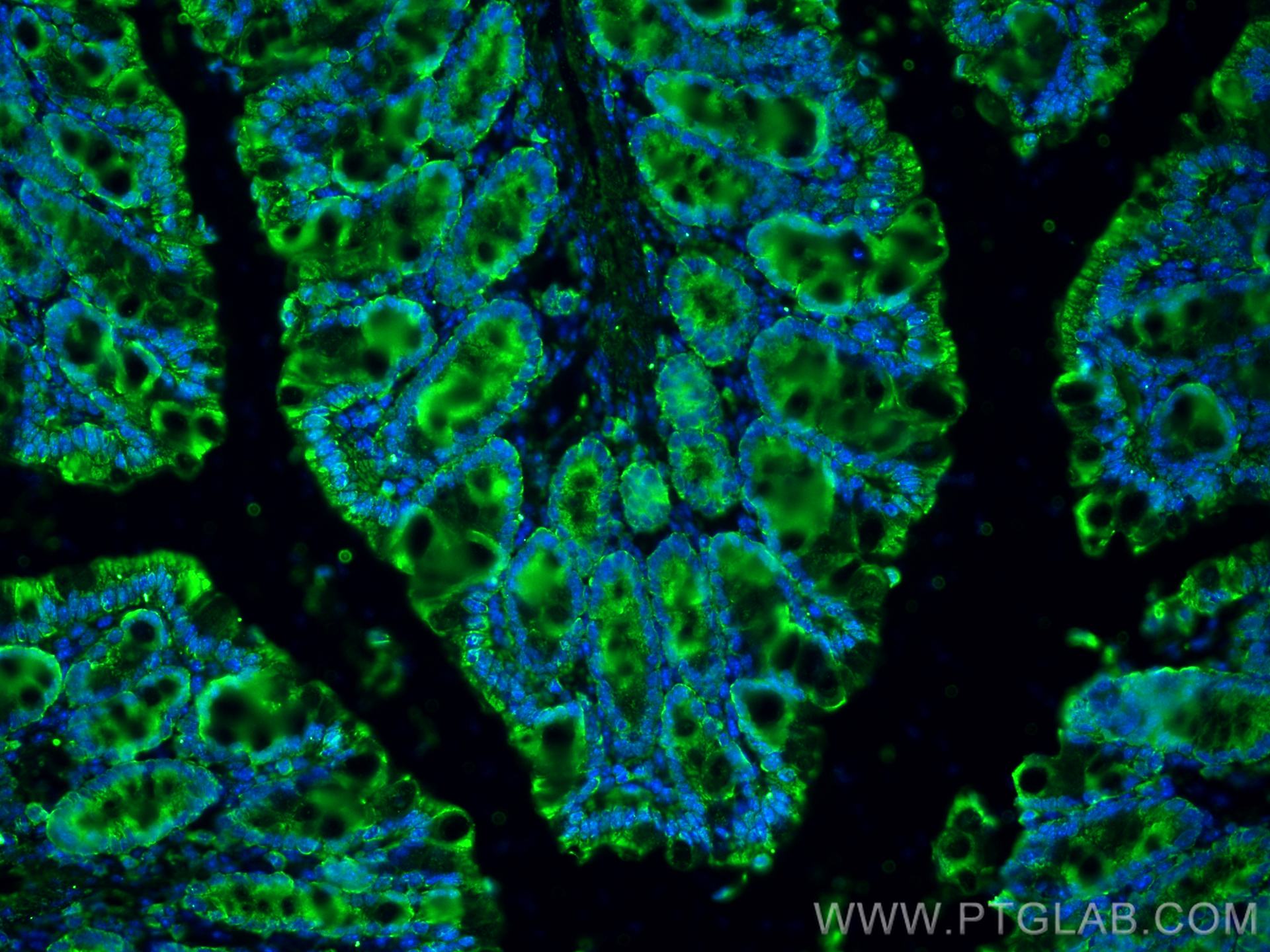 Immunofluorescence (IF) / fluorescent staining of mouse colon tissue using CD133 Monoclonal antibody (66666-1-Ig)