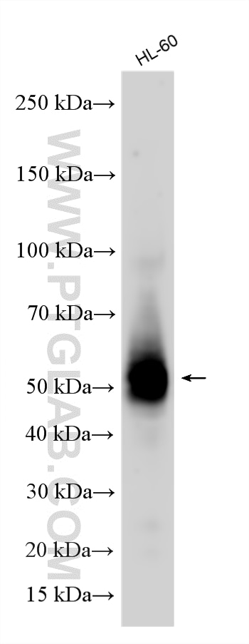 Western Blot (WB) analysis of various lysates using CD14 Polyclonal antibody (17000-1-AP)