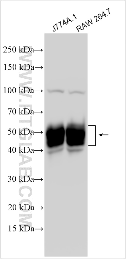 Western Blot (WB) analysis of various lysates using CD14 Polyclonal antibody (31119-1-AP)