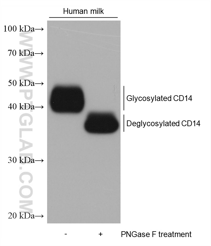 Western Blot (WB) analysis of various lysates using CD14 Monoclonal antibody (60253-1-Ig)