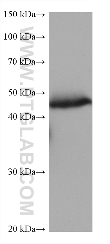 Western Blot (WB) analysis of human placenta tissue using CD14 Monoclonal antibody (60253-1-Ig)