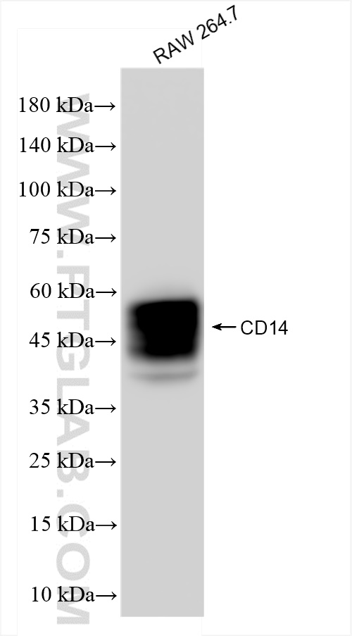 Western Blot (WB) analysis of RAW 264.7 cells using CD14 Recombinant antibody (83297-8-RR)