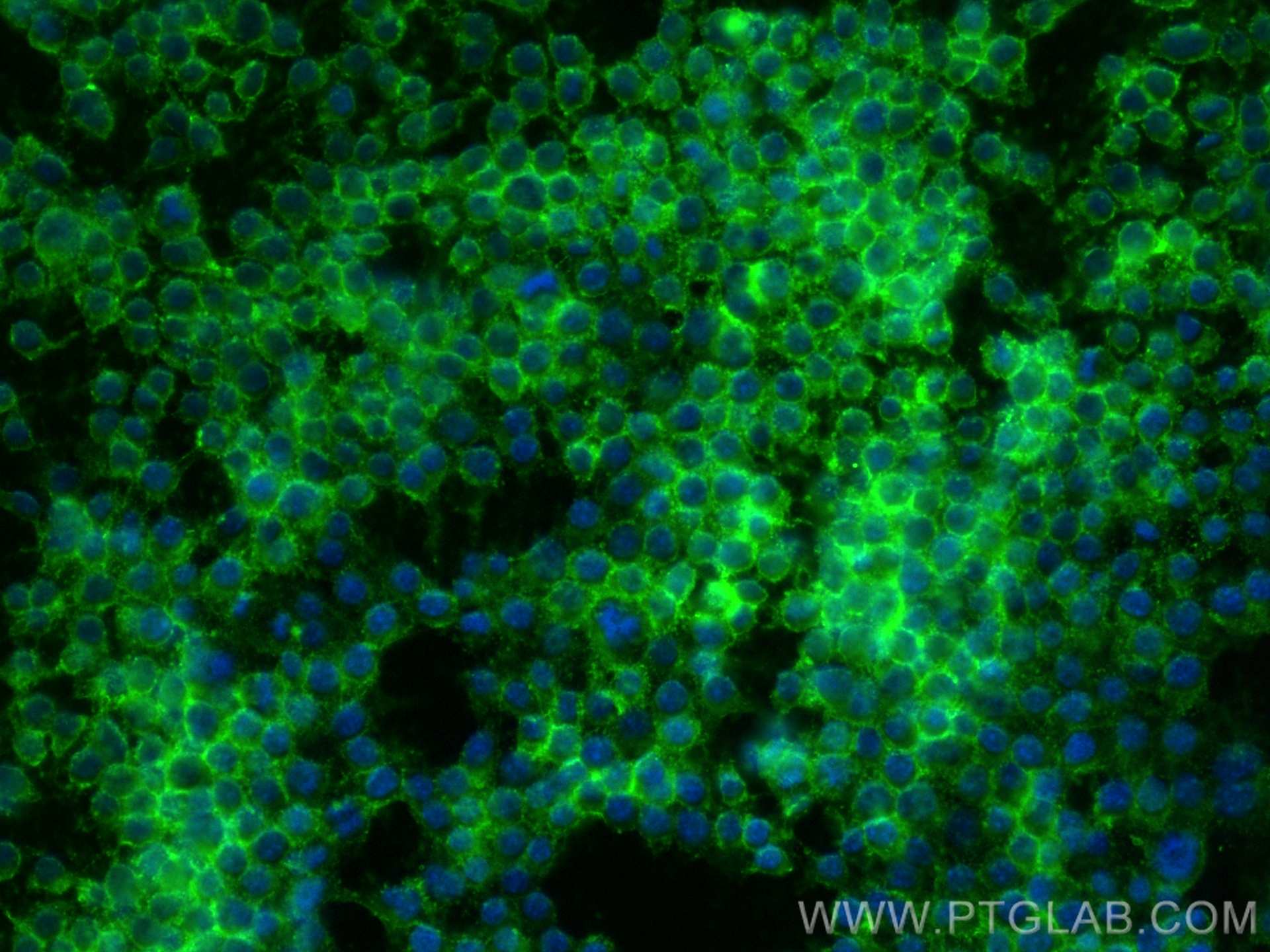 Immunofluorescence (IF) / fluorescent staining of RAW 264.7 cells using CoraLite® Plus 488-conjugated CD14 Recombinant ant (CL488-83297-5)