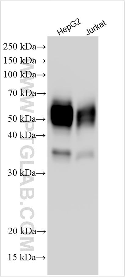 Western Blot (WB) analysis of various lysates using CD147 Polyclonal antibody (30880-1-AP)
