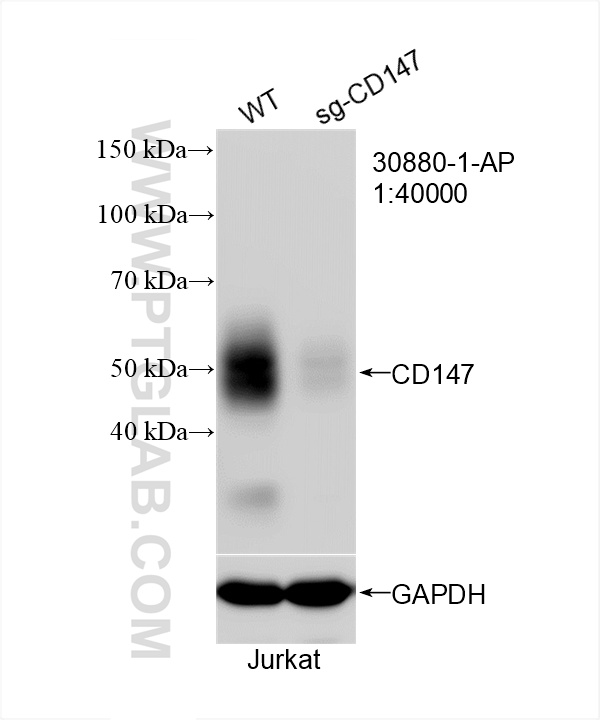 Western Blot (WB) analysis of Jurkat cells using CD147 Polyclonal antibody (30880-1-AP)