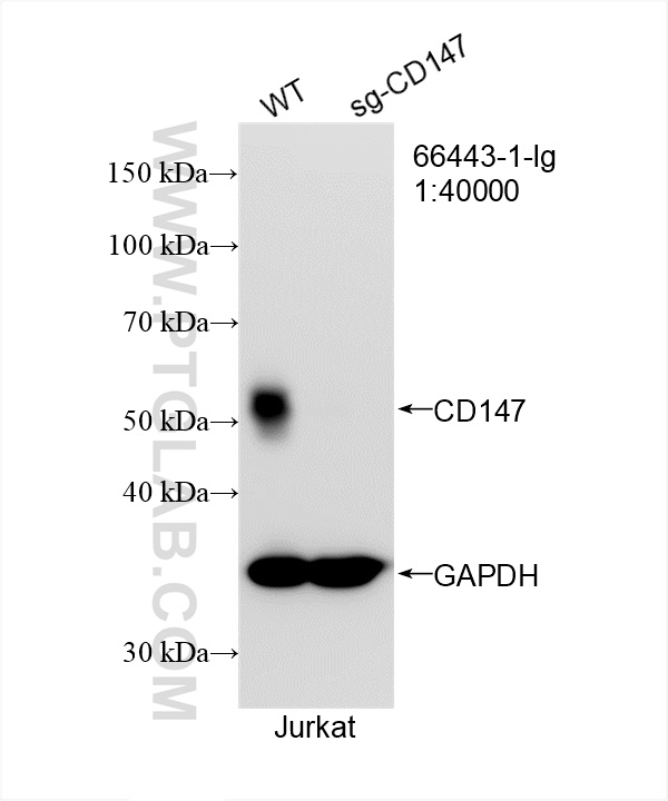 Western Blot (WB) analysis of Jurkat cells using CD147 Monoclonal antibody (66443-1-Ig)