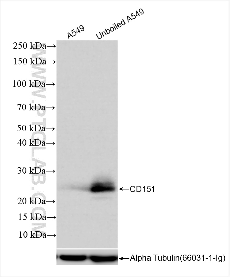 Western Blot (WB) analysis of various lysates using CD151 Recombinant antibody (85385-1-RR)