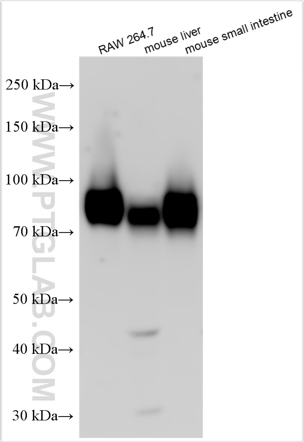 Western Blot (WB) analysis of various lysates using CD155/PVR Polyclonal antibody (31447-1-AP)