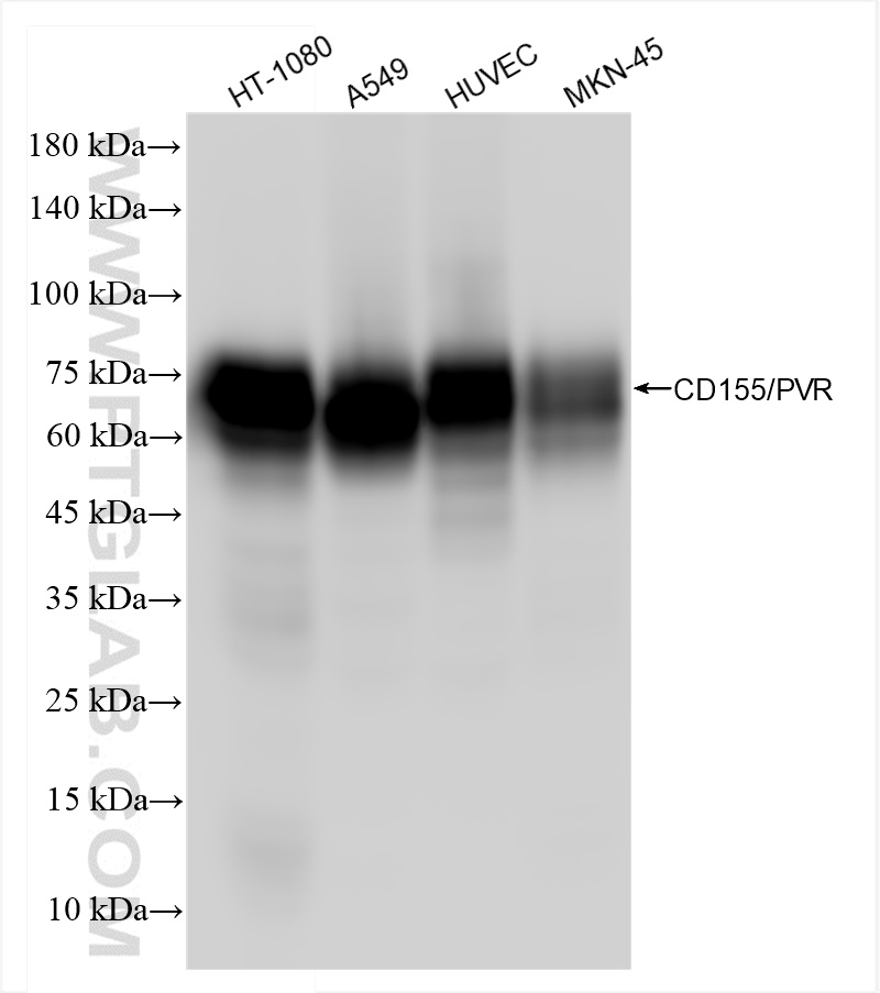 Western Blot (WB) analysis of various lysates using CD155/PVR Recombinant antibody (84138-5-RR)