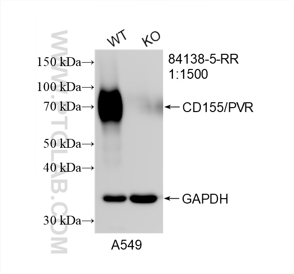 Western Blot (WB) analysis of A549 cells using CD155/PVR Recombinant antibody (84138-5-RR)