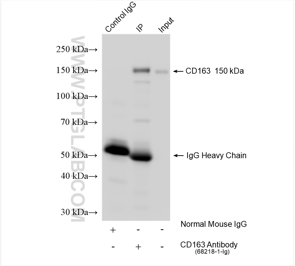 Immunoprecipitation (IP) experiment of human placenta tissue using CD163 Monoclonal antibody (68218-1-Ig)