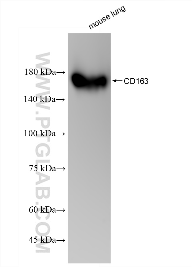 Western Blot (WB) analysis of mouse lung tissue using CD163 Recombinant antibody (83285-4-RR)