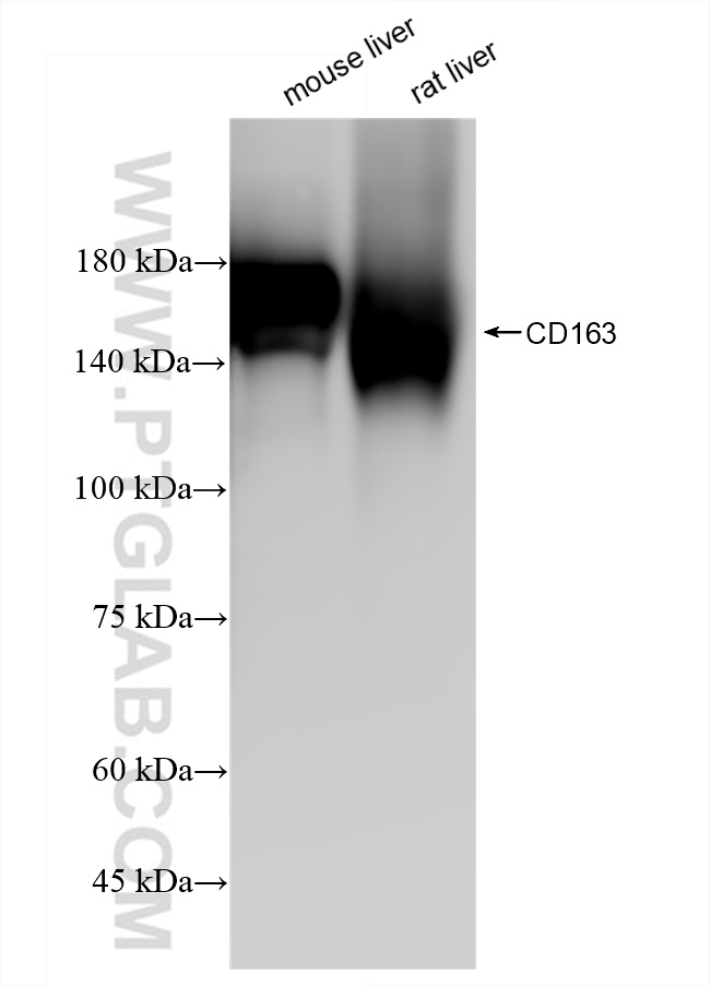 Western Blot (WB) analysis of various lysates using CD163 Recombinant antibody (83285-4-RR)