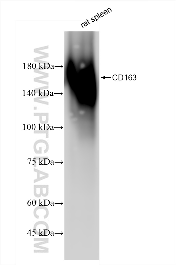 Western Blot (WB) analysis of rat spleen tissue using CD163 Recombinant antibody (83285-4-RR)