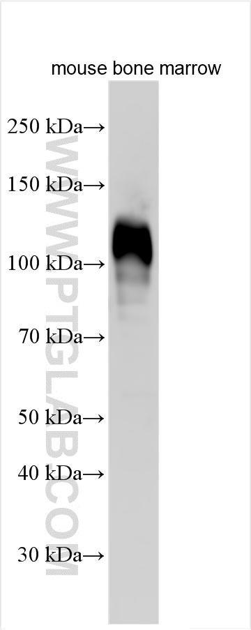 Western Blot (WB) analysis of mouse bone marrow using CD177 Polyclonal antibody (18264-1-AP)