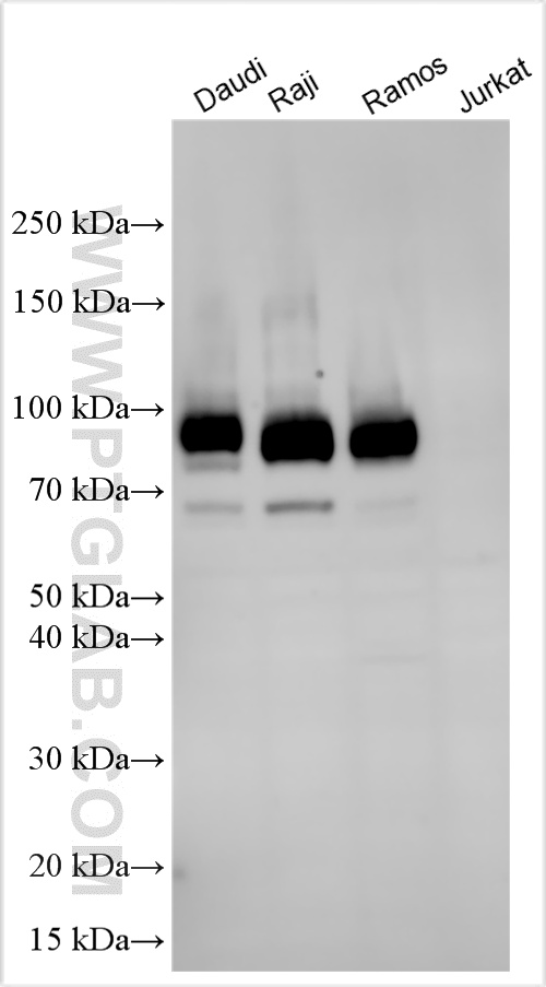 Western Blot (WB) analysis of various lysates using CD19 Polyclonal antibody (27949-1-AP)
